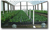 Mist/Liner houses