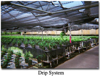 Drip System